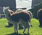 alpaca, Animaux & Accessoires, Animaux Autre, Mâle, Alpaca