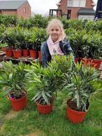 Oleander Nerium oleander te koop, Plein soleil, Printemps, Enlèvement, Autres espèces