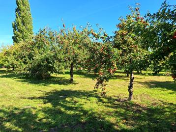 fruit zelfplukken oude rassen beschikbaar voor biedingen