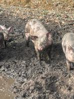 Vleesvarkens, Animaux & Accessoires