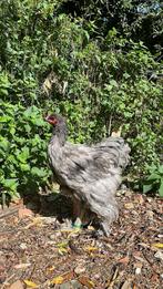 Brahma blauw koppel groothoender, Dieren en Toebehoren, Pluimvee, Meerdere dieren, Kip