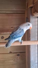 Agapornis fisherie, Dieren en Toebehoren, Dwergpapegaai of Agapornis, Geringd