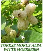 WITTE (Turkse) MOERBEIEN in pot: 40/60+ cm : 8€/stuk (Morus), Vaste plant, Fruitplanten, Ophalen of Verzenden, Lente