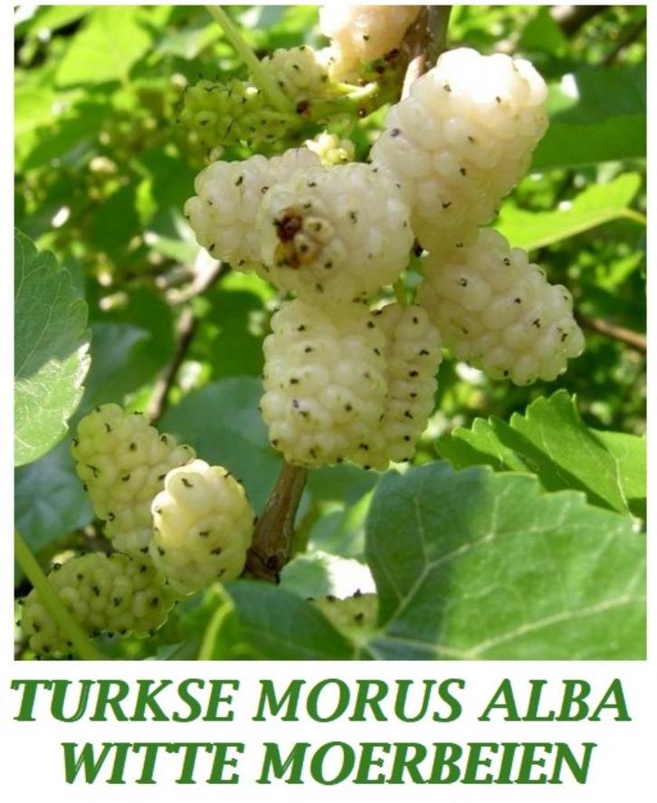WITTE (Turkse) MOERBEIEN in pot: 80+ cm : 10€/stuk (Morus), Tuin en Terras, Planten | Tuinplanten, Vaste plant, Fruitplanten, Volle zon