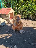 Gratis 2 zijdehoen haantjes, Dieren en Toebehoren, Pluimvee