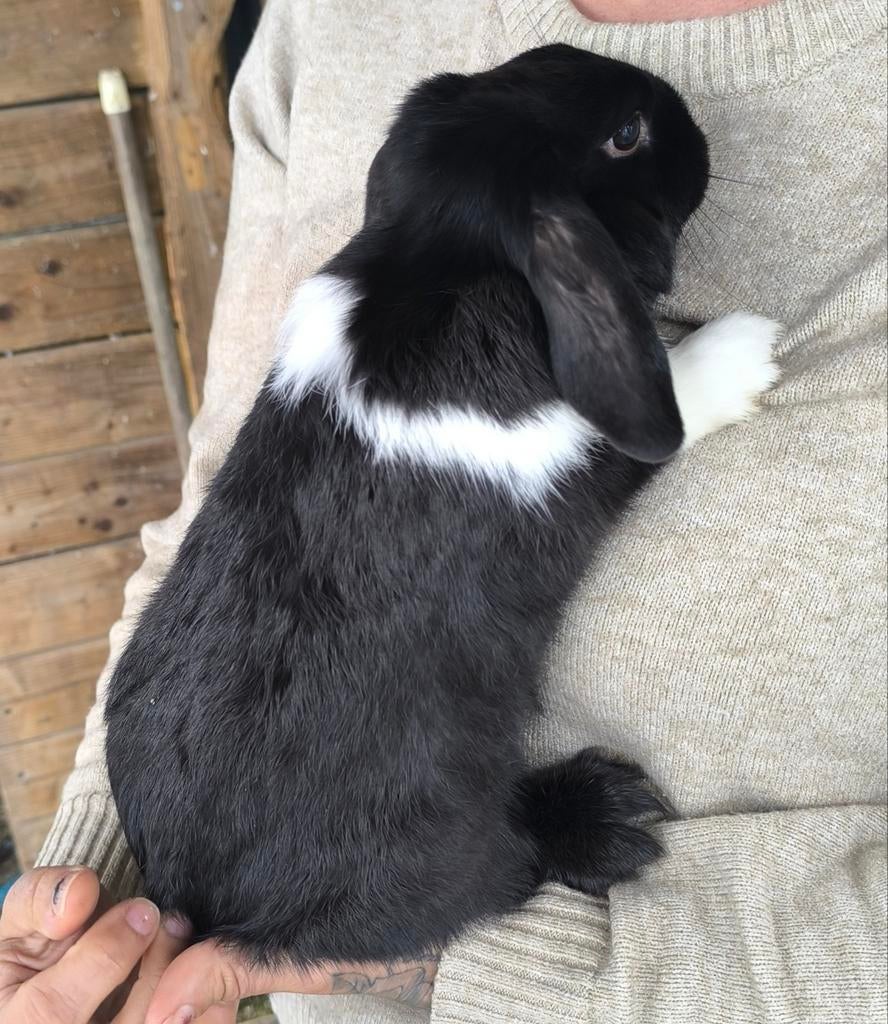 Minilopjes Nederlandse hangoor konijnen, Décembre, Femelle