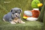 Prachtige Franse Bulldog pupjes, Dieren en Toebehoren, Parvo, België, 8 tot 15 weken, Bulldog