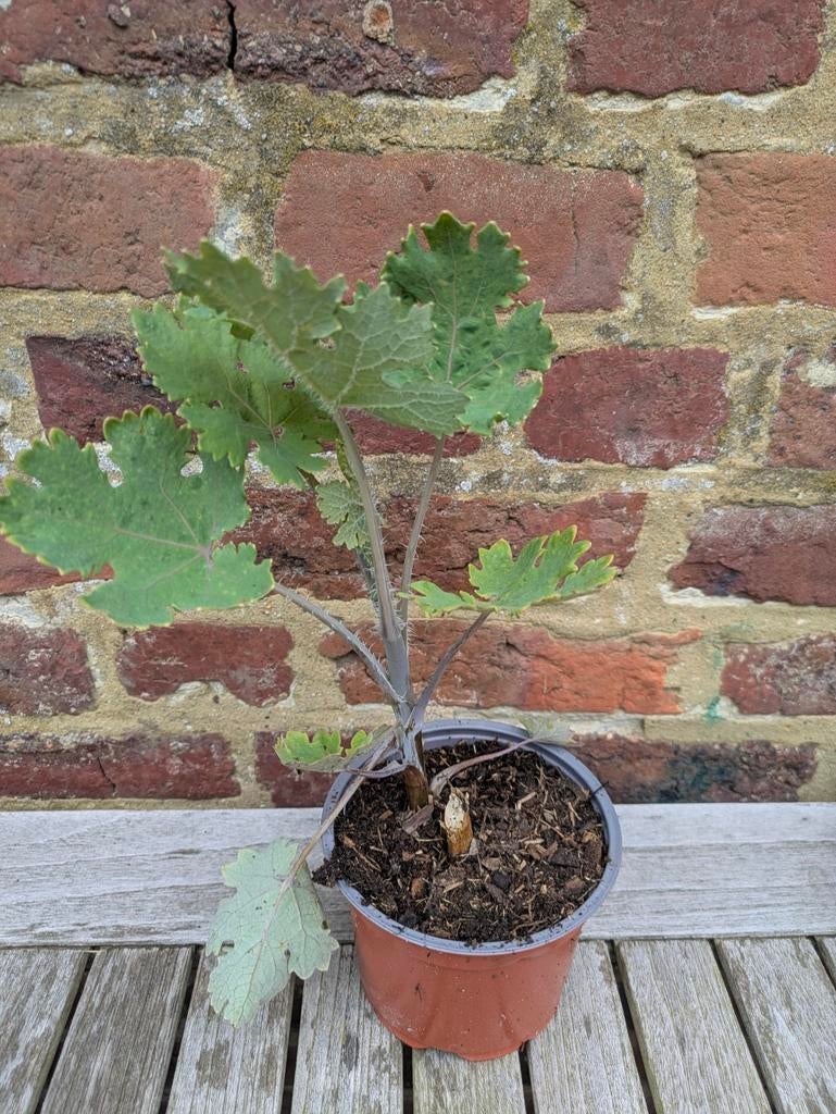 Pluimpapaver (plant), Tuin en Terras, Planten | Fruitbomen, Zomer, Ophalen