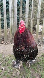 Mooie, tam haantje, Dieren en Toebehoren, Mannelijk, Kip