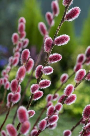 Salex gracillistyle Mont Aso, Ophalen, Struik