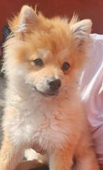 Te koom pomeranje, Enlèvement