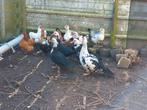 Muskus / Barberie eenden, Dieren en Toebehoren, Pluimvee