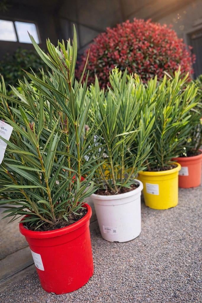 Nerium Oleander, Ophalen