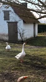 Mannelijke ganzen te geef, Animaux & Accessoires, Volatiles, Mâle, Oie ou Cygne