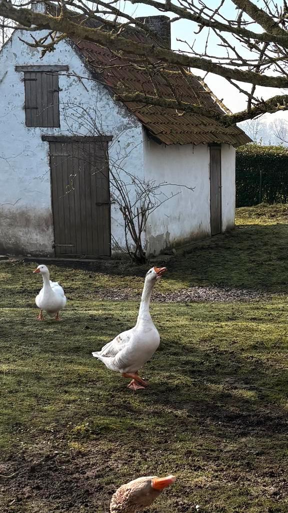 Mannelijke ganzen te geef, Animaux & Accessoires, Volatiles, Oie ou Cygne, Mâle