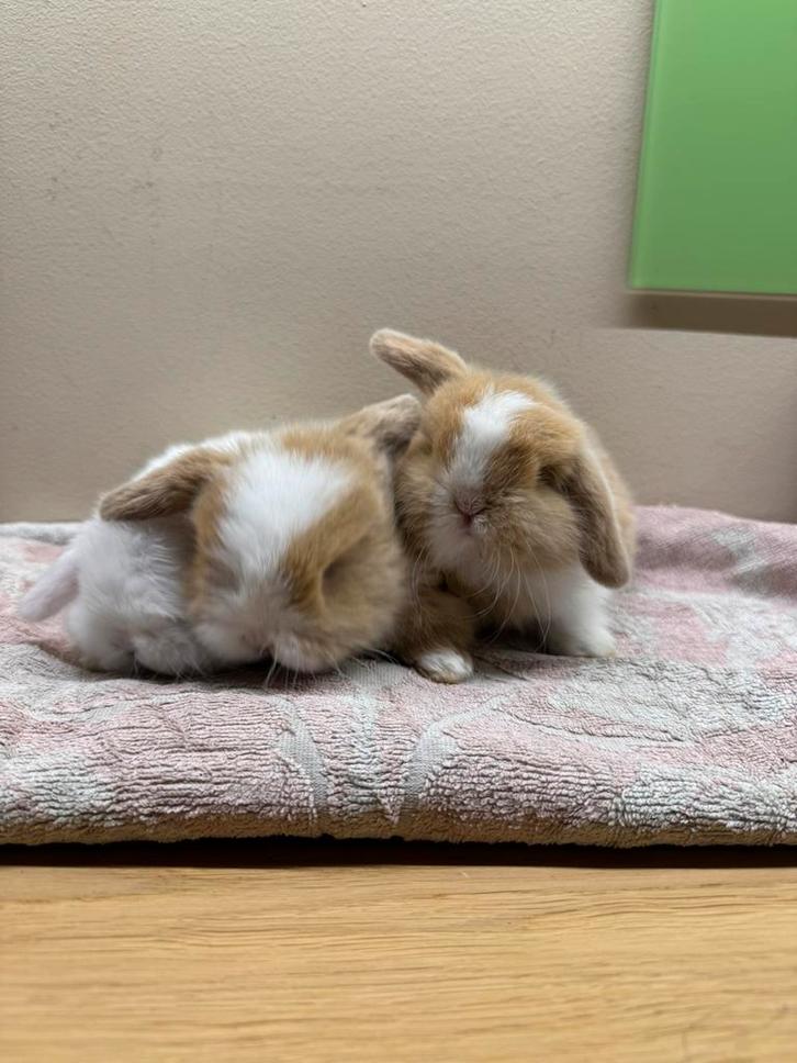 Baby minilopjes ( te reserveren), Dieren en Toebehoren, Konijnen