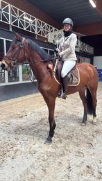 jument sauteuse prometteuse de 4 ans, Animaux & Accessoires, Chevaux, B, 165 à 170 cm, Avec pedigree, Cheval de saut