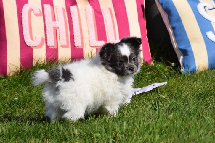 Chiots Chihuahua : choisissez votre couleur, Animaux & Accessoires, Chiens | Chihuahuas & Chiens de compagnie, Plusieurs animaux