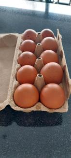 Verse scharreleieren, Dieren en Toebehoren, Pluimvee