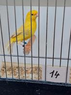 Kanaries, Dieren en Toebehoren