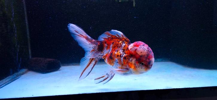 Sluierstaart leeuwenkop, Dieren en Toebehoren, Vissen | Aquariumvissen
