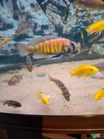 Cichlides victoria pundamilia nyererei