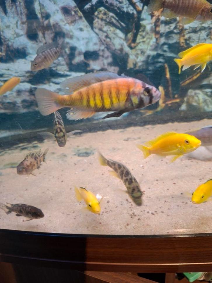 Cichlides victoria pundamilia nyererei, Animaux & Accessoires, Poissons | Poissons d'aquarium