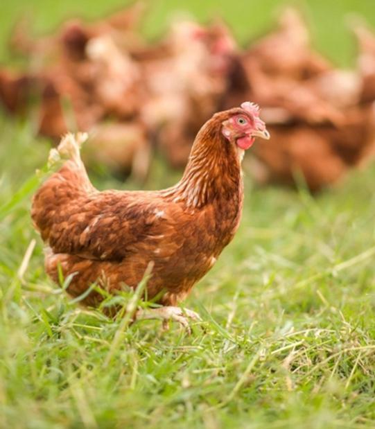 Poulets pondeuses 100% poule, Animaux & Accessoires, Volatiles, Poule ou poulet, Femelle