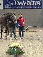 3 jarige springmerrie te koop, Livres, Animaux & Animaux domestiques, Enlèvement, Comme neuf, Chevaux ou Poneys