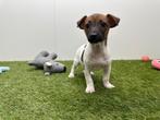 Jack Russel Terrier pup