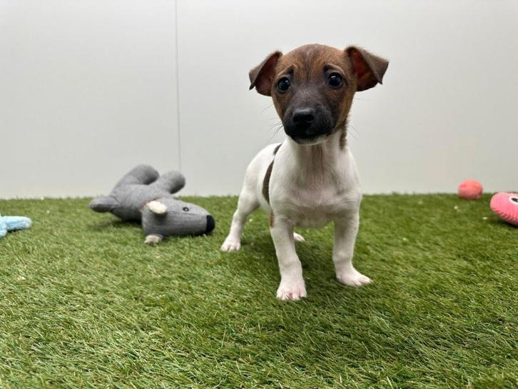 Chiot Jack Russell Terrier, Animaux & Accessoires, Chiens | Jack Russell & Terriers, Chienne, Jack Russel Terrier, Éleveur | Professionnel