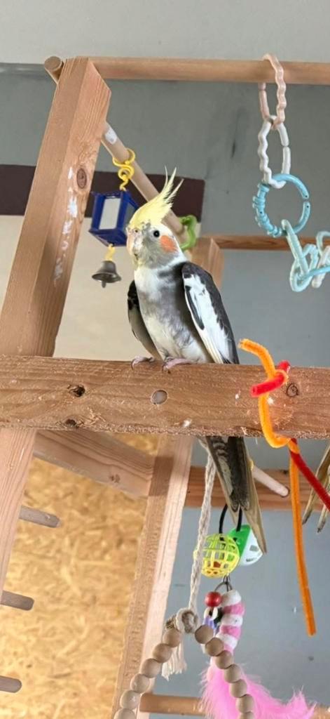 Lieve tamme valkparkiet, Animaux & Accessoires, Oiseaux | Perruches & Perroquets