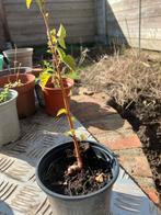 Klein boompje berk, Ophalen, Overige soorten