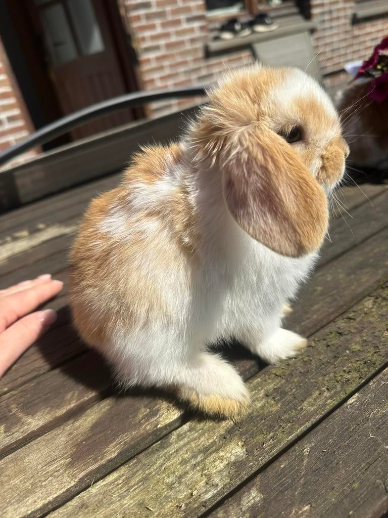 Minilop voedster, Animaux & Accessoires, Lapins, Petit, Femelle, 0 à 2 ans, Oreilles tombantes