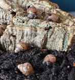 Achatina fulica babies / agaatslak, Animaux & Accessoires, Janvier