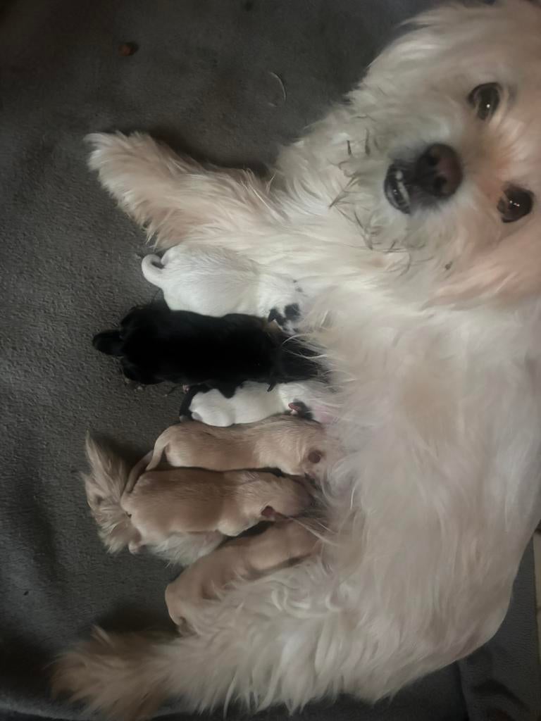 Schattige puppy's zoeken een warm thuis!!, Dieren en Toebehoren, Honden | Chihuahua's en Gezelschapshonden, Meerdere dieren, Overige rassen