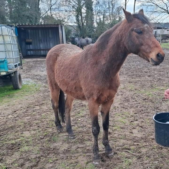 Super Lieve Kinderpony – Welsh Ruin, Dieren en Toebehoren, Paarden
