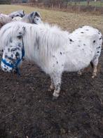 Appalooze merries 6jaar en 1 3 jaar, Merrie