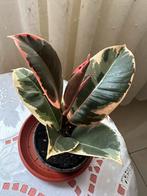 Ficus elastica ‘Ruby’, Autres espèces, En pot, Moins de 100 cm, Enlèvement