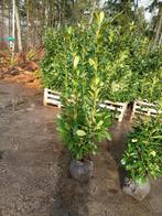 Laurier voor haag, Tuin en Terras, Ophalen