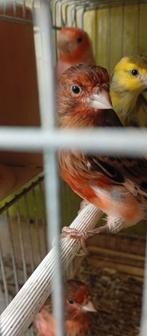 Différents canaris chanteurs mâles 2024/2025 à, Mâle, Canari chanteur