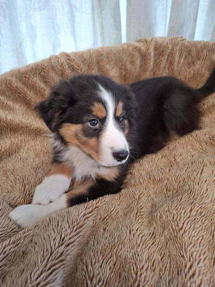 Australische herder pup, Animaux & Accessoires, Chiens | Bergers & Bouviers, Sexe inconnu, Berger, Éleveur | Professionnel, Un chien