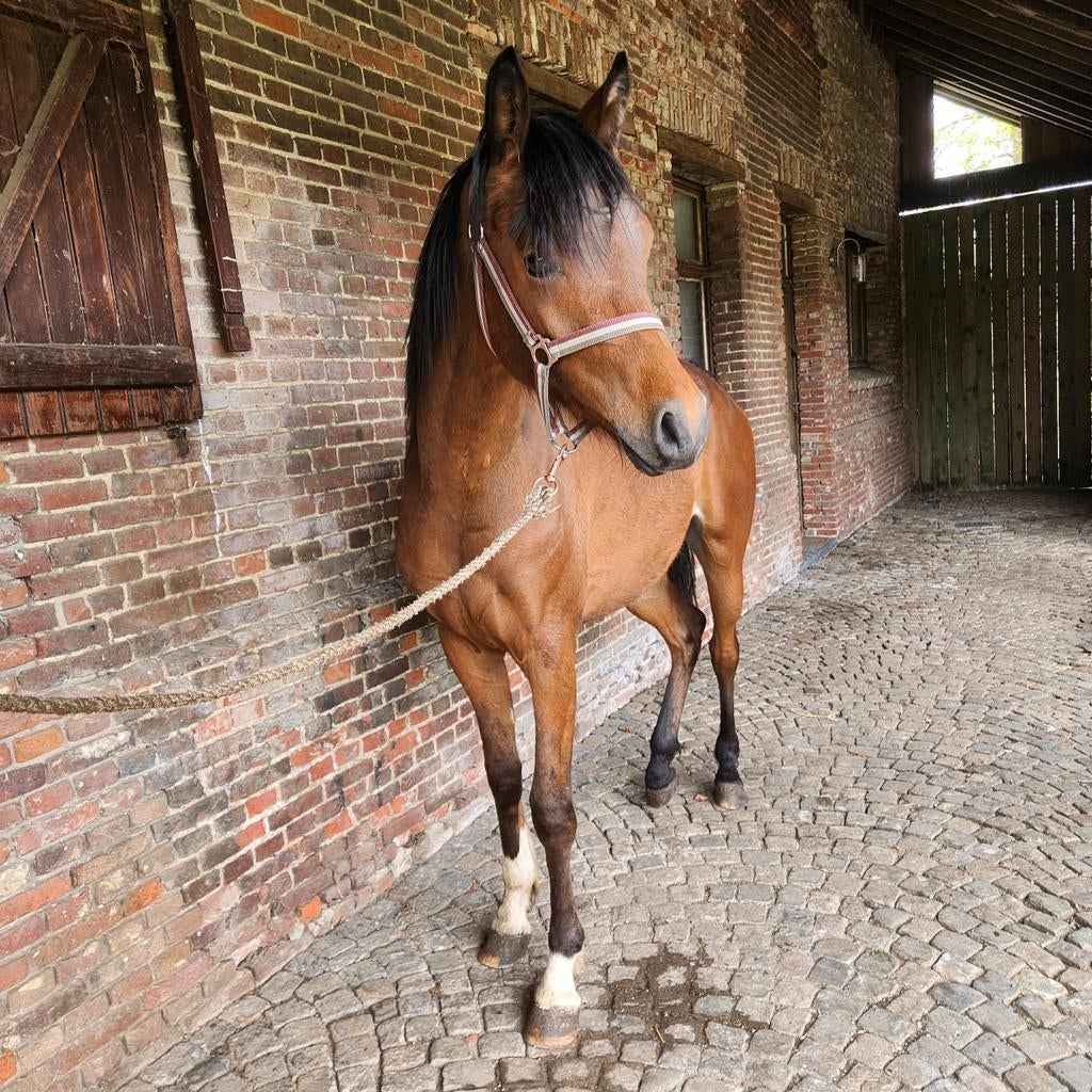 3-jarige top hengst te koop - nog op te leren, Dieren en Toebehoren, Hengst, Onbeleerd