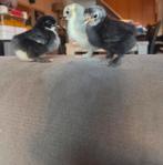 Cochin kriel kuikens, Dieren en Toebehoren, Pluimvee, Meerdere dieren, Kip