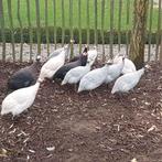 Broedeieren gezocht, Dieren en Toebehoren, Pluimvee