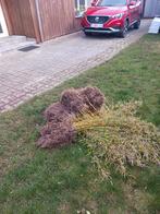 Mini bamboe, Tuin en Terras, Ophalen, Vaste plant, Siergrassen, Bloeit niet