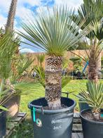 Yucca rostrata, Enlèvement