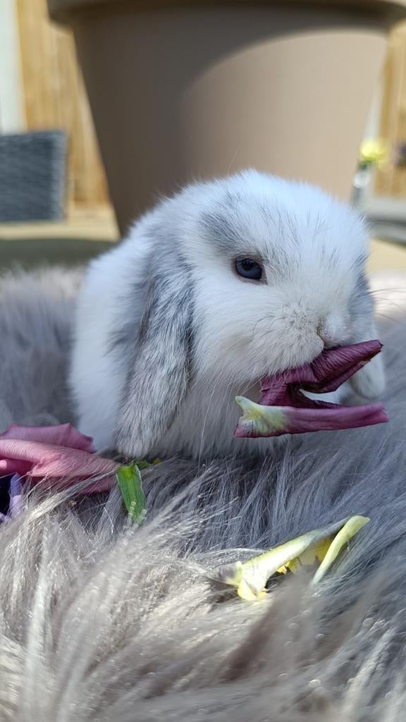 Prachtig NHD dwerg hangoor konijntje, Animaux & Accessoires, Lapins, Petit, Oreilles tombantes