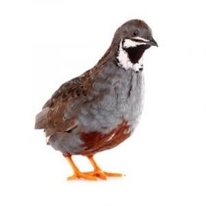 Broedeieren van kwartels - direct van Broedservice, Dieren en Toebehoren, Geslacht onbekend, Overige soorten