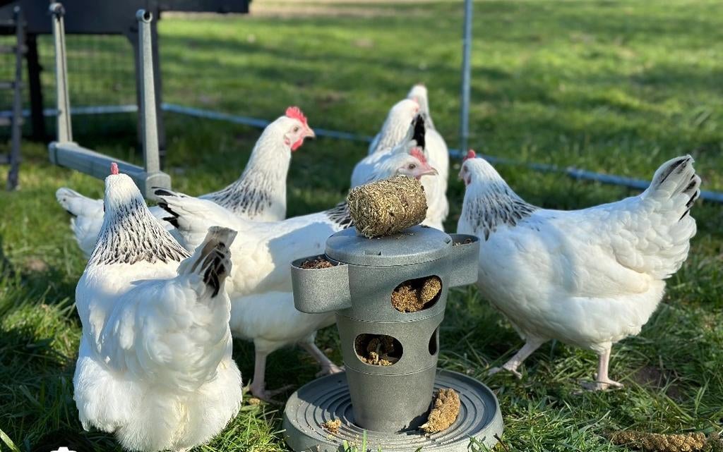 sussex legkippen, Dieren en Toebehoren, Pluimvee, Kip